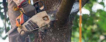 Best Firewood Processing and Delivery  in Havre De Grace, MD