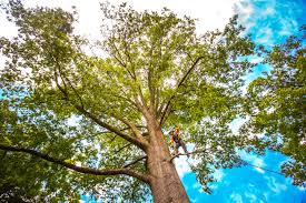 Best Tree Removal  in Havre De Grace, MD