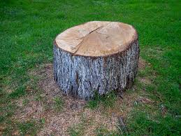 Best Tree Preservation Services  in Havre De Grace, MD
