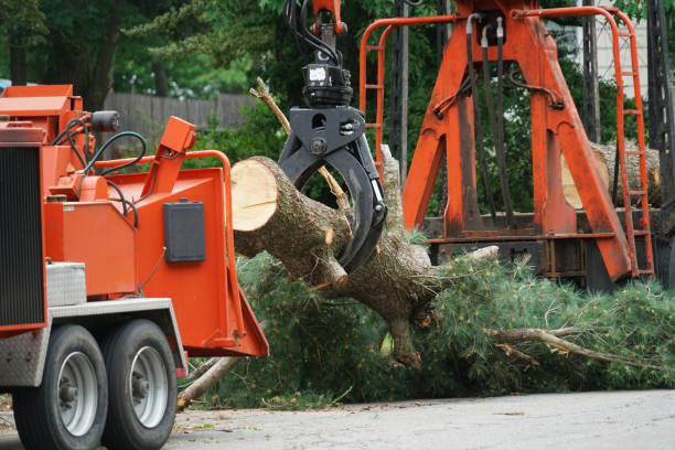 Best Tree Cabling and Bracing  in Havre De Grace, MD