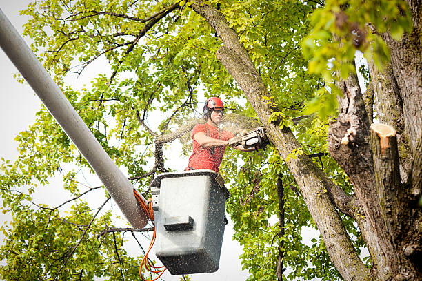 Best Root Management and Removal  in Havre De Grace, MD